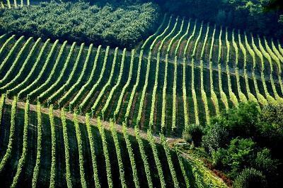 Reg. UE 1308/13 - Bando regionale misura Promozione dei vini sui mercati dei Paesi terzi – Campagna 2022/2023