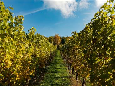 Firmato il decreto per il contributo straordinario ai viticoltori delle Marche per i danni della peronospora 
